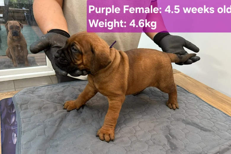 Boerboel