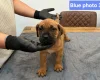 Boerboel