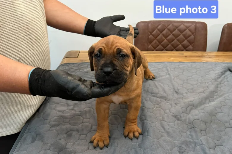 Boerboel