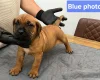 Boerboel