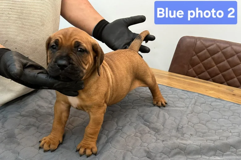 Boerboel