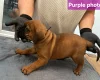 Boerboel