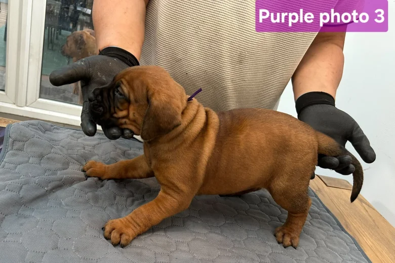 Boerboel