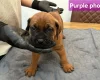 Boerboel