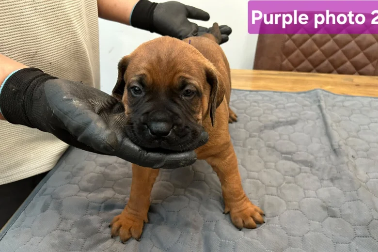 Boerboel