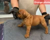 Boerboel