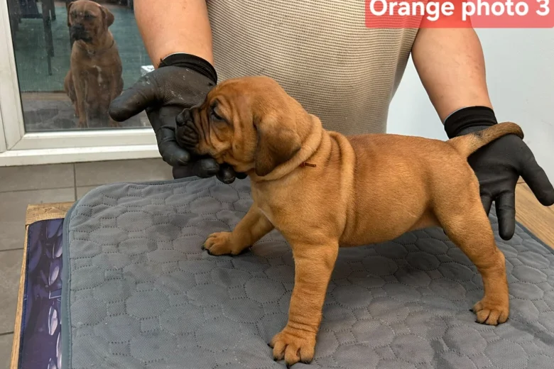Boerboel