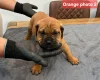 Boerboel