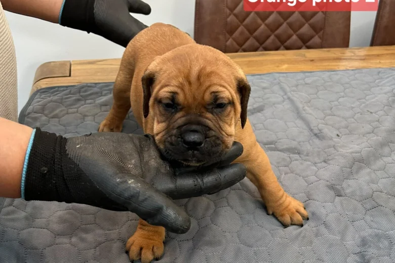 Boerboel