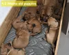 Boerboel