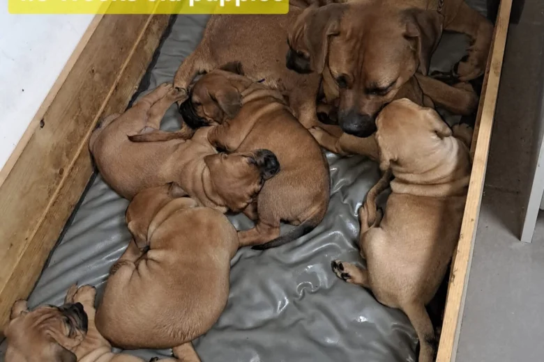 Boerboel