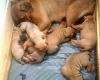Boerboel