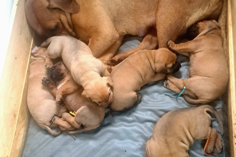 Boerboel