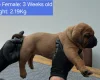 Boerboel
