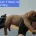 Boerboel