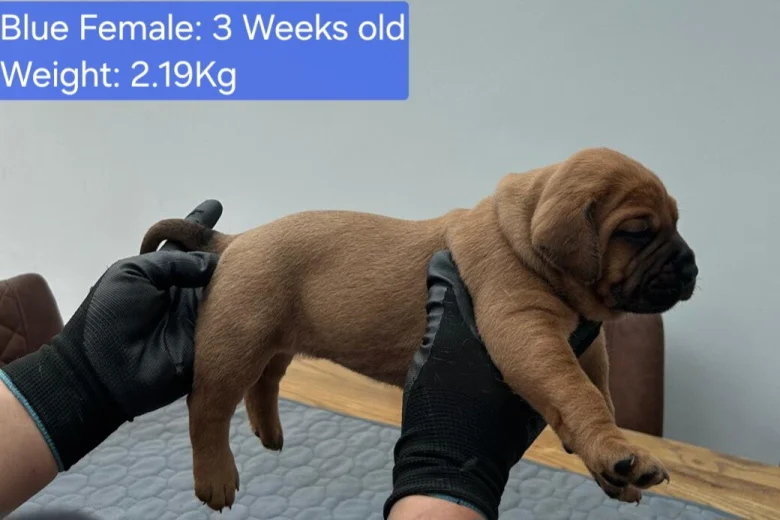 Boerboel
