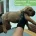 Boerboel