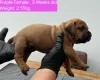 Boerboel