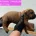 Boerboel