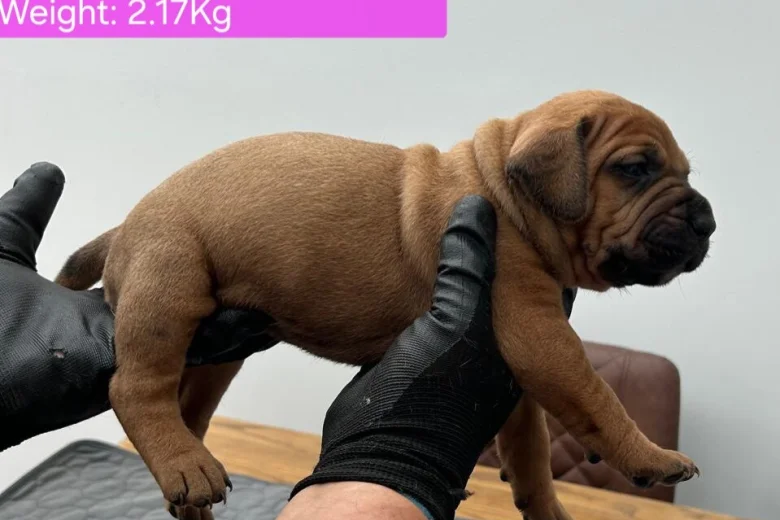 Boerboel