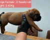 Boerboel
