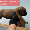 Boerboel