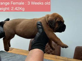 Boerboel