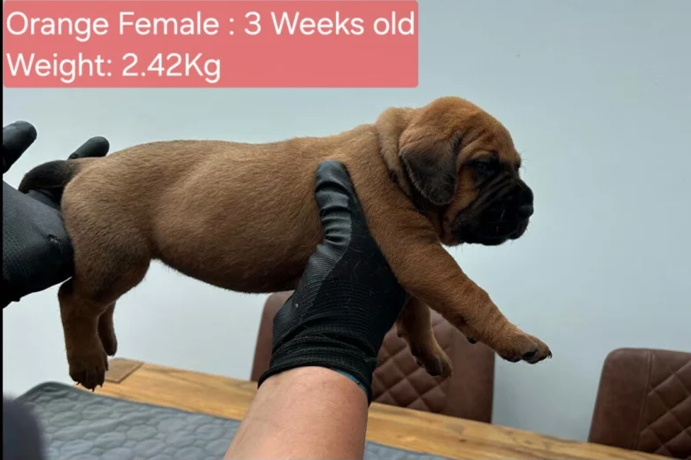 Boerboel