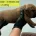 Boerboel