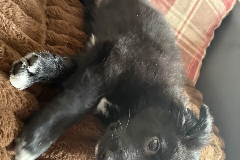 Border Collie