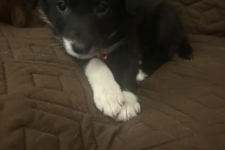 Border Collie