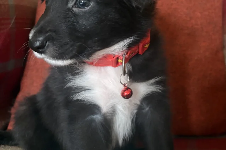 Border Collie