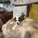 Boxer