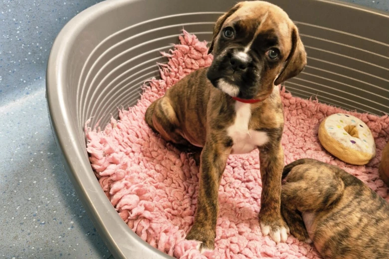 Boxer