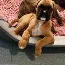 Boxer