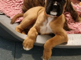 Boxer