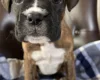 Boxer