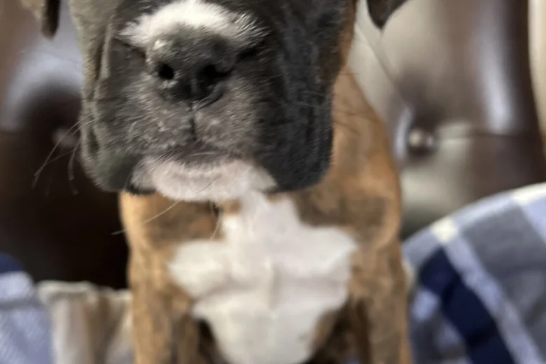 Boxer