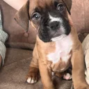 Boxer