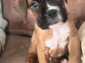 Boxer