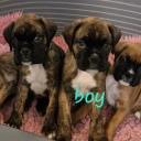 Boxer