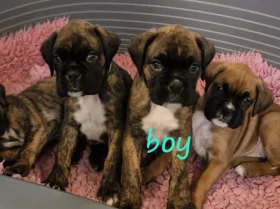 Boxer