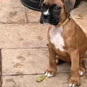 Boxer