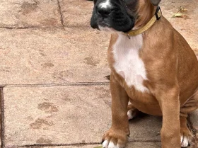 Boxer