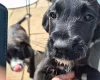 Boxer