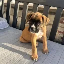 Boxer
