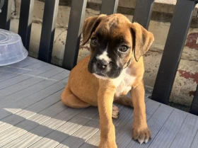 Boxer