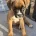 Boxer