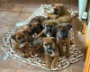 Mixed Breed