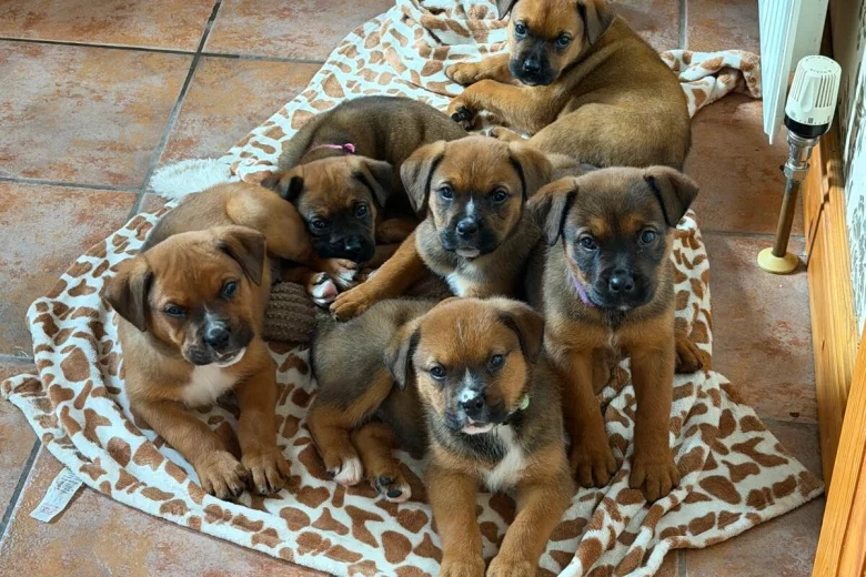 Mixed Breed